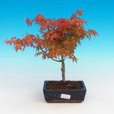 Outdoor Bonsai - Acer palmatum Beni Tsucasa - Japanese Maple - 1