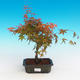 Outdoor Bonsai - Acer palmatum Beni Tsucasa - Japanese Maple - 1/4