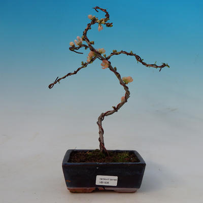 Outdoor bonsai - Japanese quince - 1