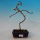 Outdoor bonsai - Japanese quince - 1/4