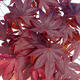 Outdoor bonsai - Acer palm. Atropurpureum - Japanese Maple Red - 1/3