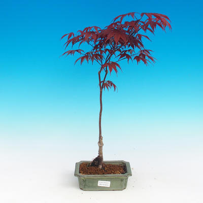 Outdoor bonsai - Acer palm. Atropurpureum - Japanese Maple Red - 1