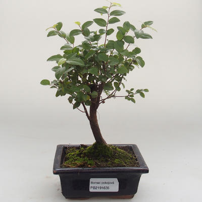 Indoor bonsai - Sagerécie thea - Sagerécie thea PB2191635 - 1