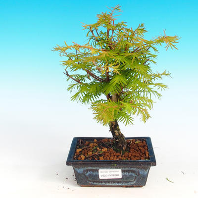 Outdoor bonsai - Two-line bream - 1