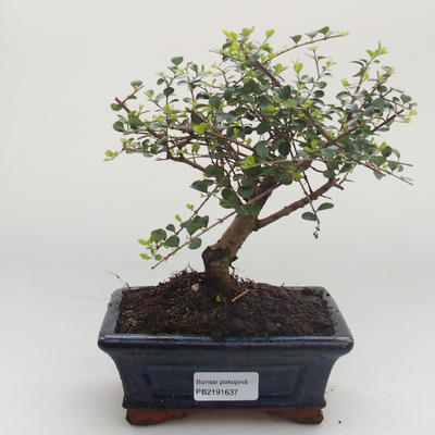 Indoor bonsai -Ligustrum retusa - Privet PB2191637 - 1