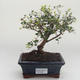 Indoor bonsai -Ligustrum retusa - Privet PB2191637 - 1/3