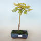 Acer palmatum Aureum - Golden Palm Maple VB2020-637 - 1/3