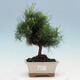 Indoor bonsai-Pinus halepensis - 1/4