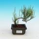 Outdoor bonsai - Tamaris parviflora - 1/3