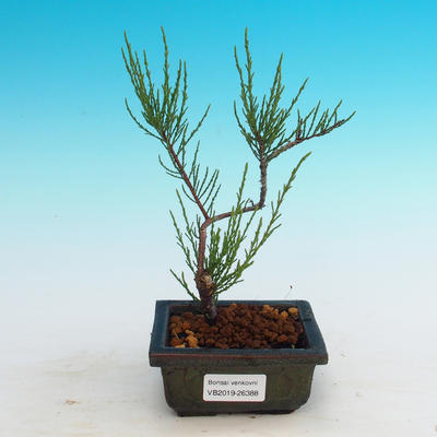 Outdoor bonsai - Tamaris parviflora - 1