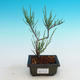 Outdoor bonsai - Tamaris parviflora - 1/3