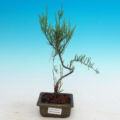 Outdoor bonsai - Tamaris parviflora - 1