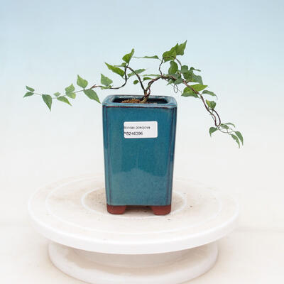 Indoor bonsai - Water jasmine - Wrightia religiosa - 1