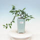 Indoor bonsai - Water jasmine - Wrightia religiosa - 1/3