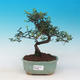 Room bonsai - Sagetie thea - Sagetie thea - 1/4