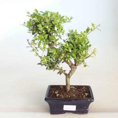 Indoor bonsai - Ilex crenata - Holly PB2201163 - 1