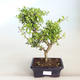 Indoor bonsai - Ilex crenata - Holly PB2201163 - 1/2