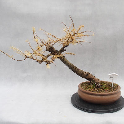 Outdoor bonsai deciduous -Modřín - Larix decidua - 1