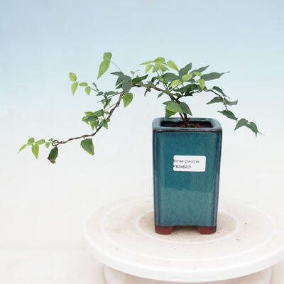 Indoor bonsai - Water jasmine - Wrightia religiosa - 1