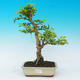 Room bonsai - Duranta erecta Aurea - 1/4
