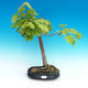 Outdoor bonsai - Small-leaved lime - 1/2
