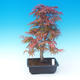 Outdoor bonsai - Acer palm. Atropurpureum - Japanese Maple Red - 1/3