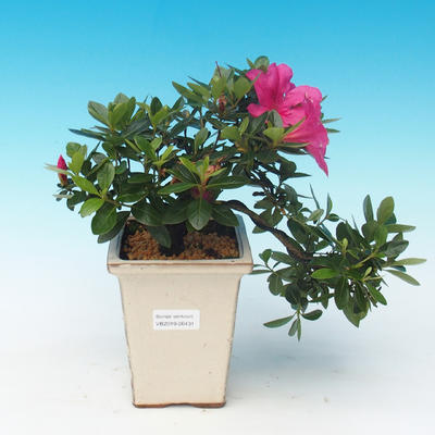 Outdoor bonsai - Rhododendron sp. - Azalea pink