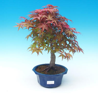 Outdoor bonsai - Palmatum maple DESHOJO - Japanese maple