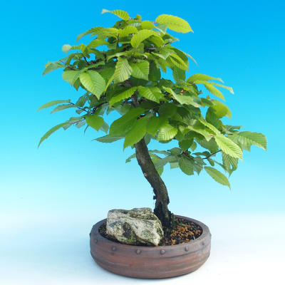Outdoor bonsai -Habr common