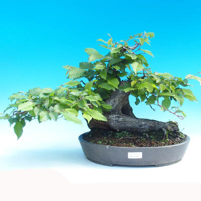 Outdoor bonsai - Hornbeam - 1