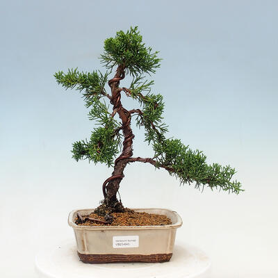 Outdoor Bonsai - Juniperus chinensis Kishu-Chinese Juniper