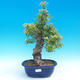 Outdoor bonsai - Single hawthorn - 1/3
