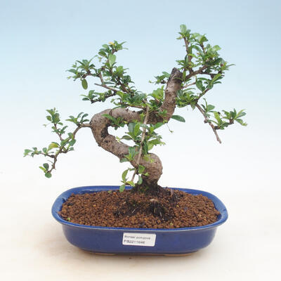 Indoor bonsai - Carmona macrophylla - Tea fuki - 1