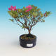 Outdoor bonsai - Rhododendron sp. - Azalea pink - 1/2