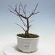 Outdoor bonsai - Maple palmatum DESHOJO - Maple palmate - 1/5