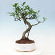 Room bonsai - Ficus kimmen - malolistý ficus - 1/2
