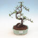 Indoor bonsai - Ulmus parvifolia - Smallleaf elm - 1/3