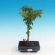 Outdoor bonsai - Acer palmatum SHISHIGASHIRA- Lesser maple - 1/3