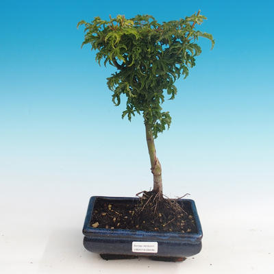 Outdoor bonsai - Acer palmatum SHISHIGASHIRA- Lesser maple - 1