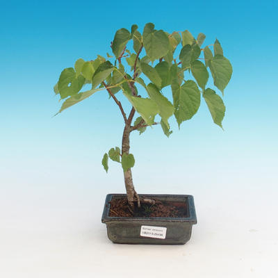 Outdoor bonsai - Small-leaved lime - 1