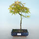 Acer palmatum Aureum - Golden Palm Maple VB2020-649 - 1/3