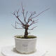 Outdoor bonsai - Maple palmatum DESHOJO - Maple palmate - 1/5