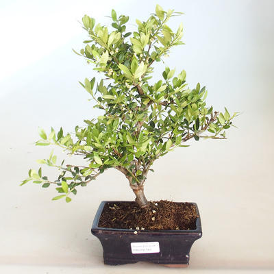 Indoor bonsai - Ilex crenata - Holly PB2201164 - 1