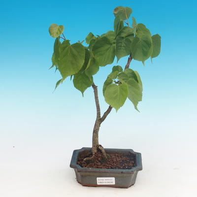 Outdoor bonsai - Small-leaved lime - 1
