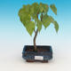 Outdoor bonsai - Small-leaved lime - 1/2
