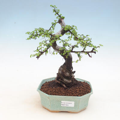 Indoor bonsai - Ulmus parvifolia - Smallleaf elm - 1