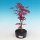 Outdoor bonsai - Acer palm. Atropurpureum - Japanese Maple Red - 1/2