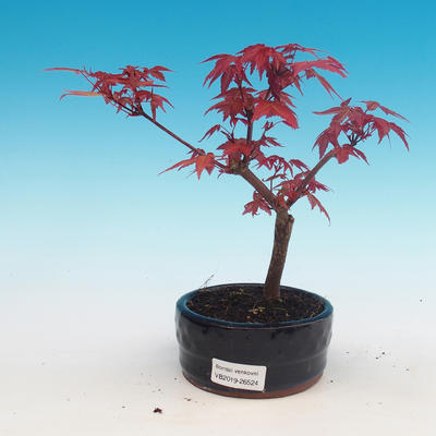 Outdoor bonsai - maple palmatum DESHOJO - Maple dlanitolistý - 1