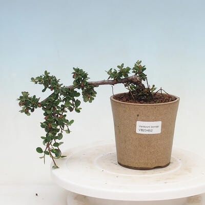 Outdoor bonsai - Cotoneaster horizontalis - Rock Garden