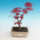 Outdoor bonsai - maple palmatum DESHOJO - Maple dlanitolistý - 1/3